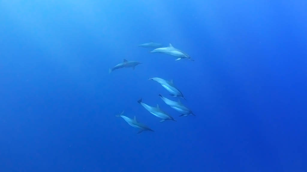 slider-image-dolphins