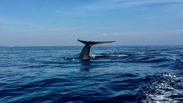 whale-1